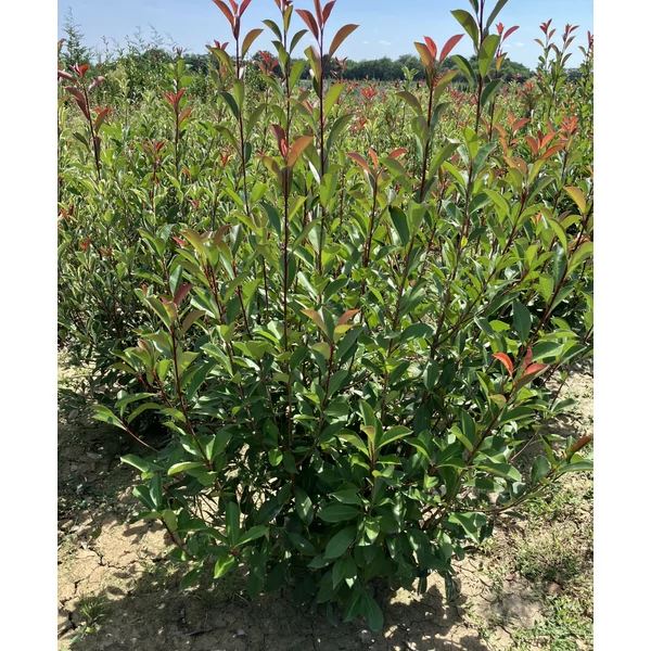 Örökzöld korallberkenye  PHOTINIA FRASERI ROBUSTA COMPACTA 125/150*