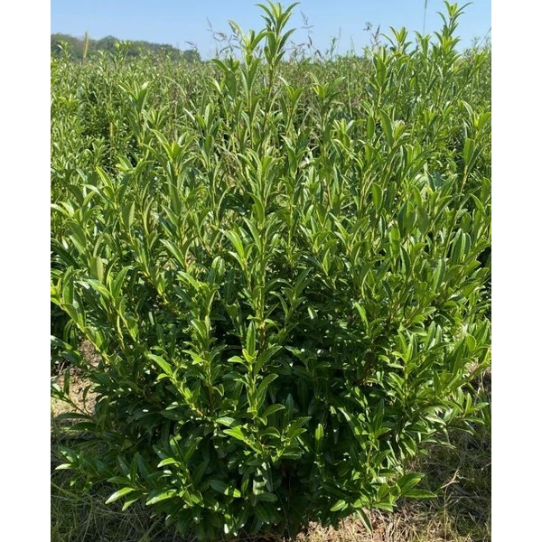 Babérmeggy  PRUNUS LAUROCERASUS SOFIA NYIRATLAN 60/80*