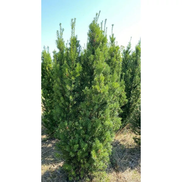 Oszlopos tiszafa TAXUS MEDIA HICKSII 175/200*