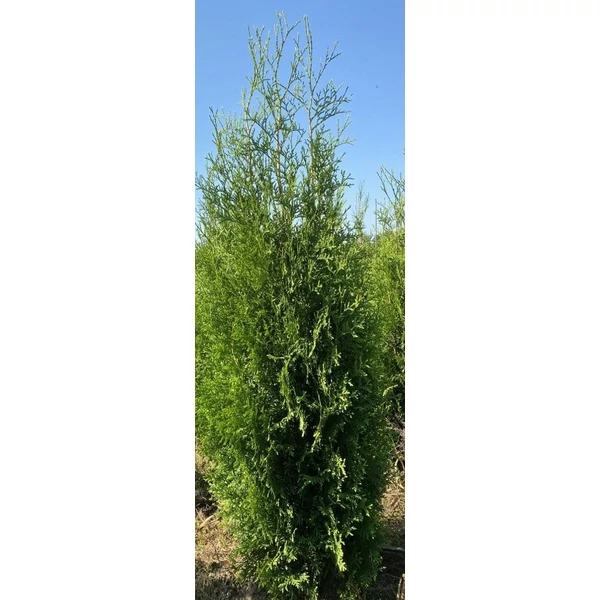 Brabant tuja THUJA OCCIDENTALIS KING OF BRABANT 100/125*