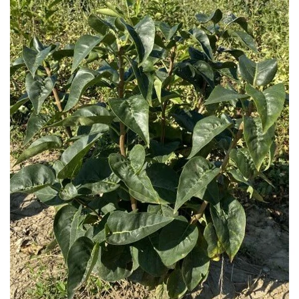 Közönséges orgona SYRINGA VULGARIS MISS ELLEN WILLMOTT 60/80*