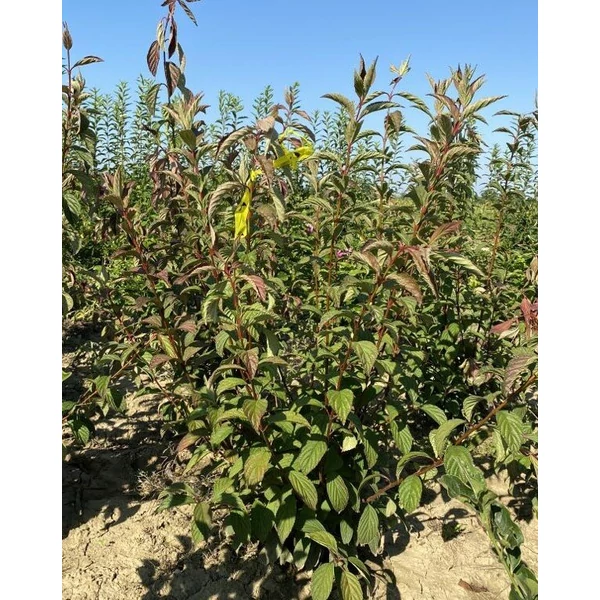 Kikeleti bangita VIBURNUM BODNANTENSE CHARLES LAMONT 80/100*