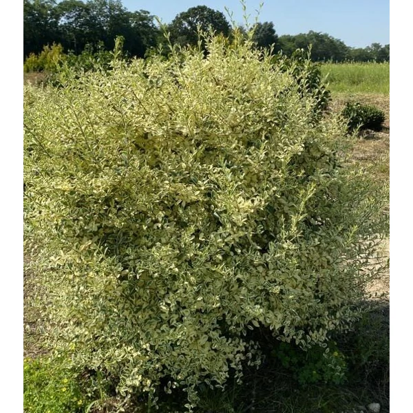 Fagyal LIGUSTRUM IBOTA MUSLI 80/100* GÖMB