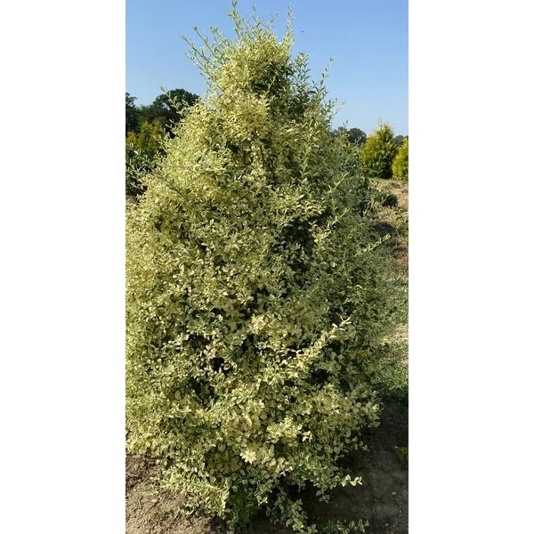 Fagyal LIGUSTRUM IBOTA MUSLI 125/150* KÚP