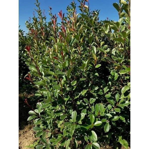 Örökzöld korallberkenye PHOTINIA FRASERI LOUISE 125/150*