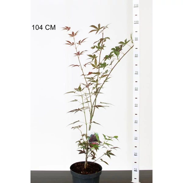 Japán juhar ACER PALMATUM ATROPURPUREUM 50/60 K3