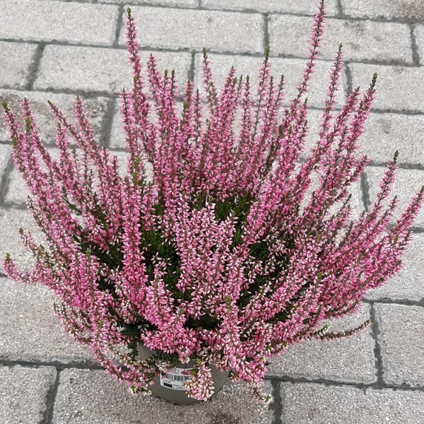Csarab     CALLUNA VULGARIS GARDEN GIRLS 20/25 CS12
