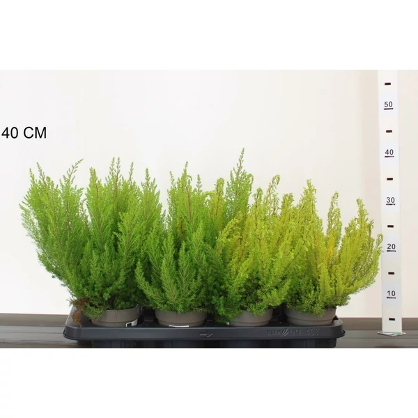 Cserjés hanga ERICA ARBOREA 25/30 CS12