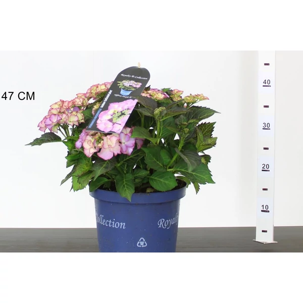Kerti hortenzia HYDRANGEA MACROPHYLLA TIFFANY PURPLE 30/40 K5