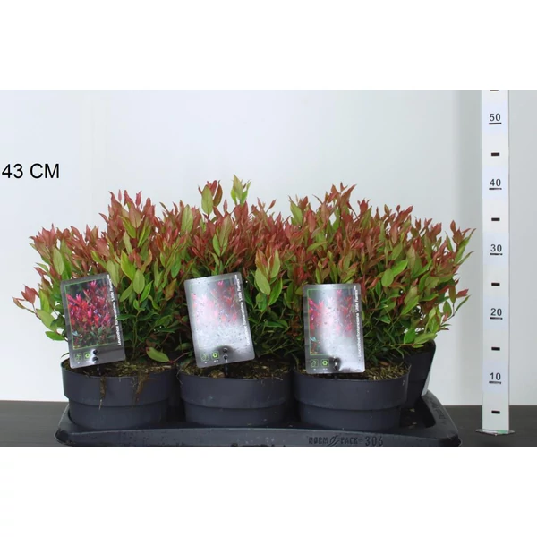 Fürtös hanga   LEUCOTHOE AXILLARIS LITTLE FLAME 20/+ K2