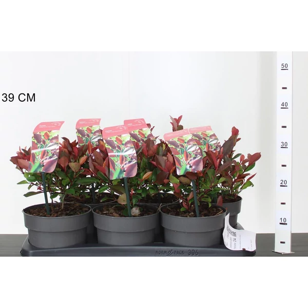 Örökzöld korallberkenye  PHOTINIA FRASERI LITTLE RED ROBIN 25/30 K2