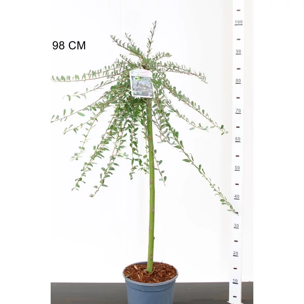 Csüngő barkafűz  SALIX REPANDENS ARMANDO T60 CS19