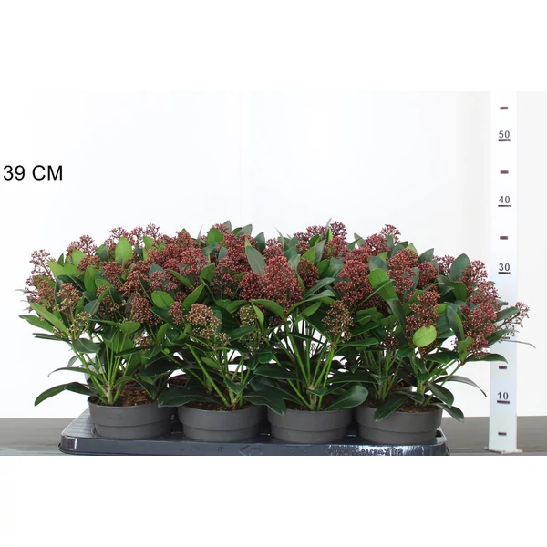 Japán dérbabér SKIMMIA JAPONICA RUBELLA 35/40 CS13