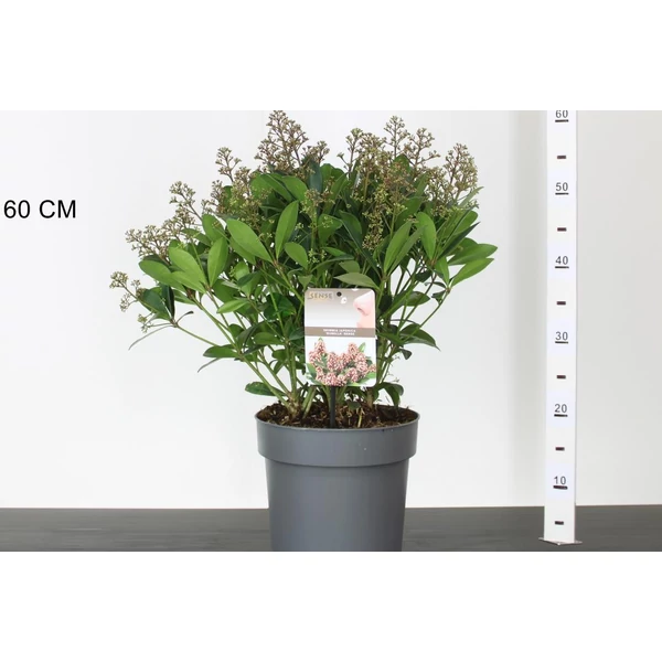 Japán dérbabér SKIMMIA JAPONICA RUBELLA 30/40 CS23