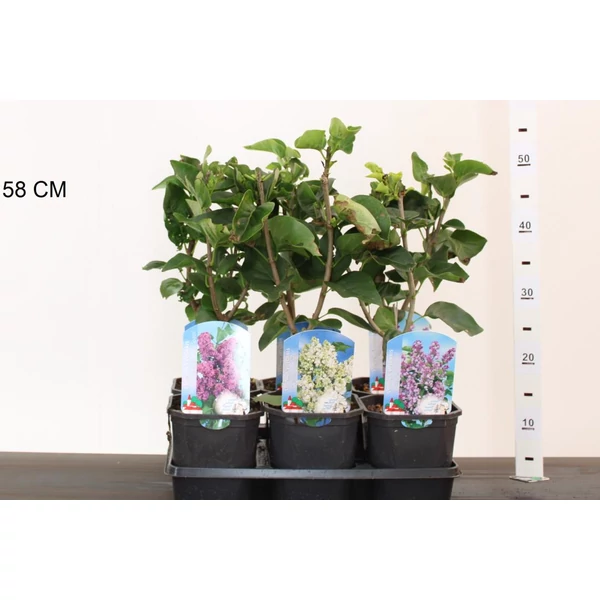 Közönséges orgona SYRINGA VULGARIS 30/40 K2
