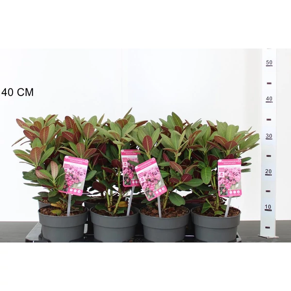Rhododendron    RHODODENDRON WINE AND ROSES 15/20 CS13