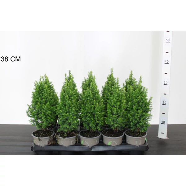 Mocsári álciprus  CHAMAECYPARIS THYOIDES TOP POINT 30CM CS11