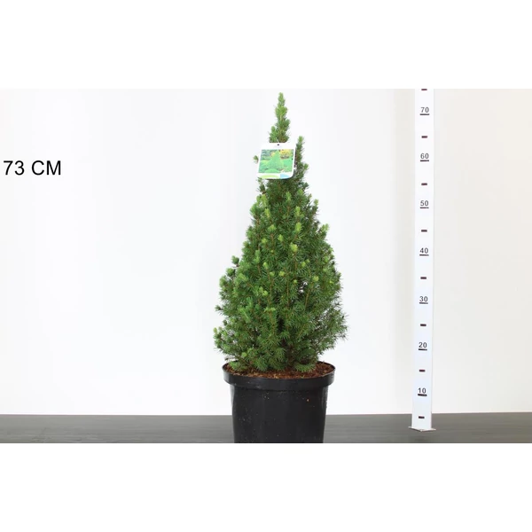 Cukorsüvegfenyő    PICEA GLAUCA PERFECTA 60CM K5