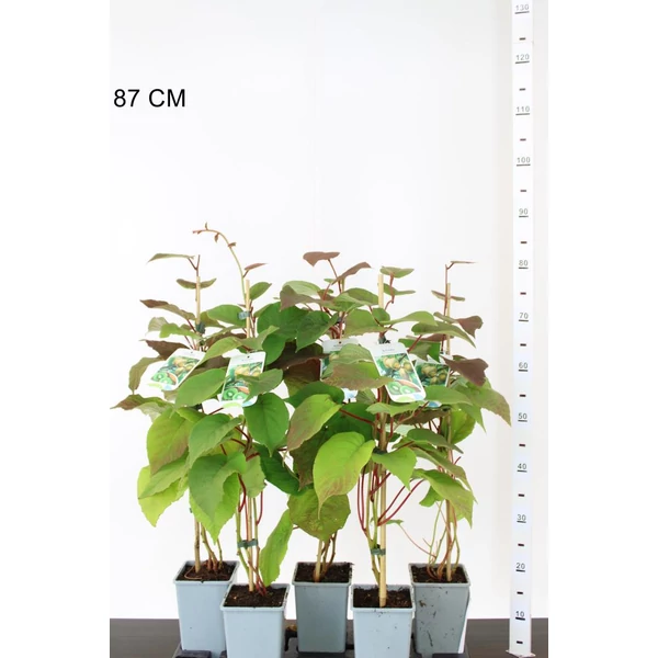 Jenny kiviACTINIDIA DELICIOSA JENNY 40/50 K2