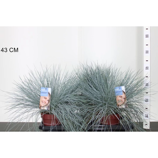 Fényperje  FESTUCA GLAUCA INTENS BLUE 35/45 K2