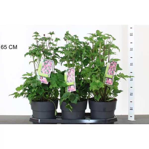 SzellőrózsaANEMONE HYBRIDA ALANDRO PINK 50/55 K3,5