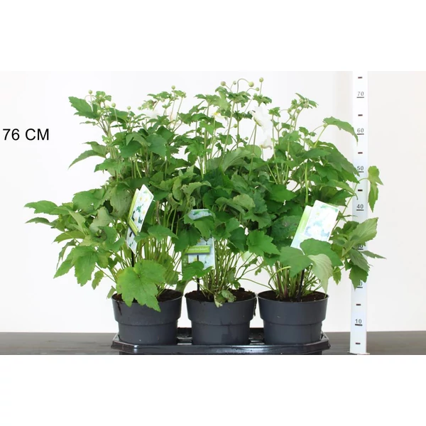SzellőrózsaANEMONE HYBRIDA HONORINE JOBERT 50/55 K3,5