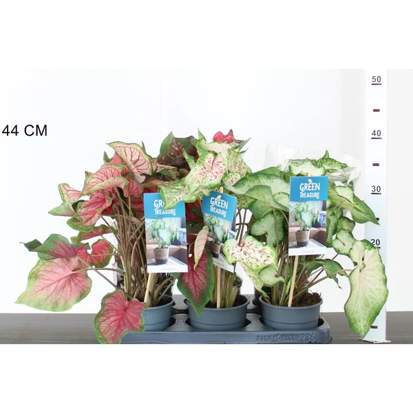 tarkalevélCALADIUM 25/35 CS12