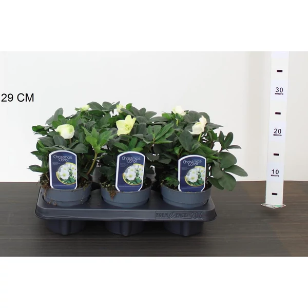 Fekete hunyor HELLEBORUS NIGER CHRISTMAS CAROL 20/+ CS12