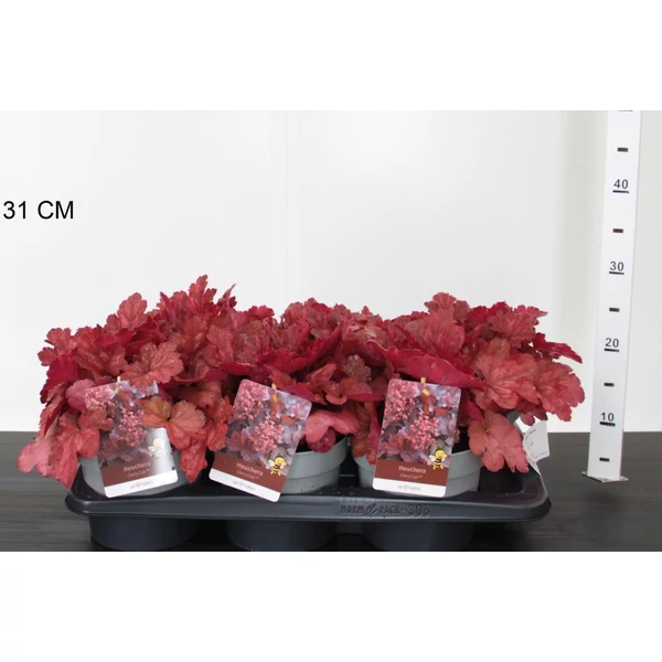 Tűzeső HEUCHERA CERRY COLA 25/30 K2