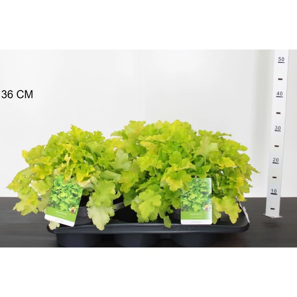 Tűzeső HEUCHERA LIME MARMELADE 30/35 K2
