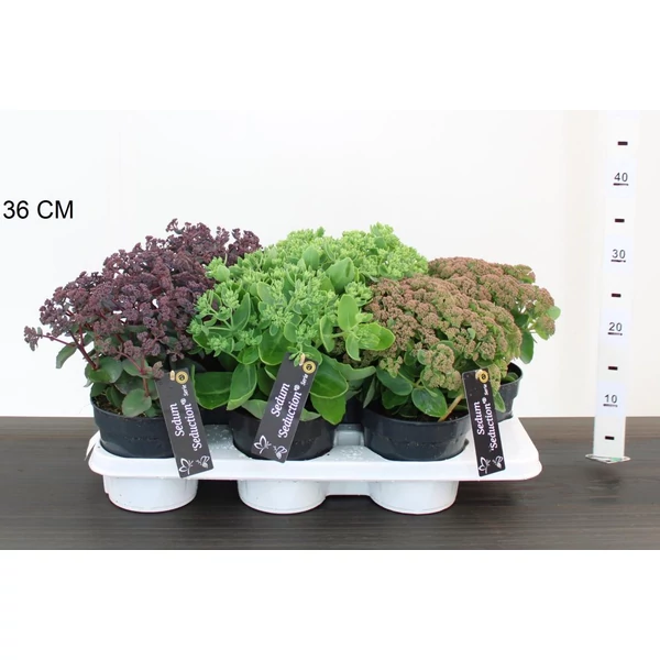 VarjúhájSEDUM TELEPHIUM SEDUCTION 20/25 CS15
