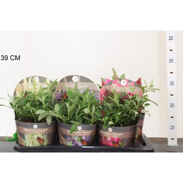 Nyári orgona BUDDLEIA DAVIDII BUTTERFLY CANDY K2