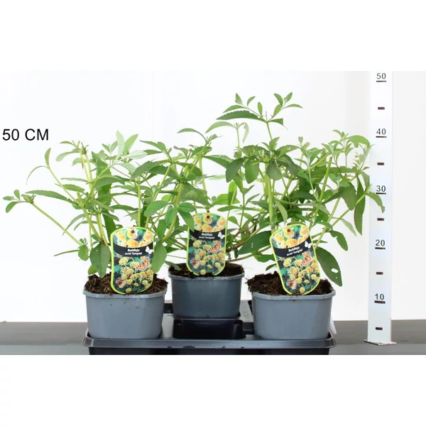 Nyári orgona BUDDLEIA WEYERIANA SUNGOLD 30/40 K2