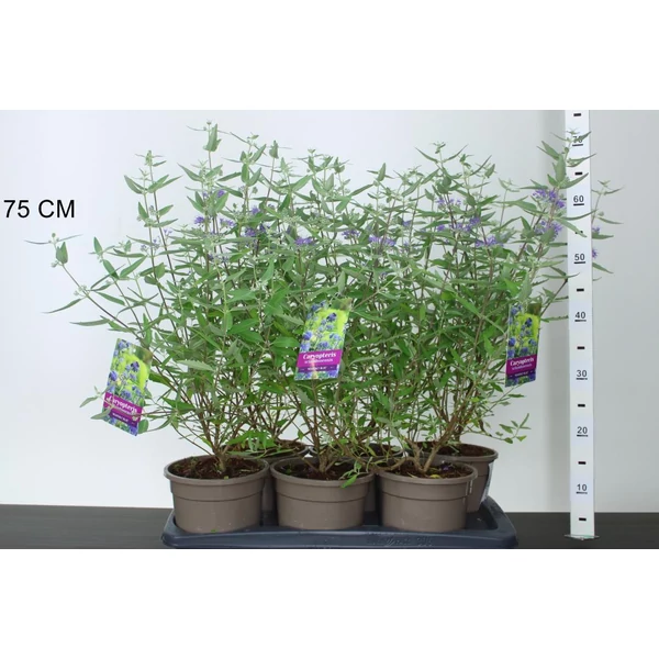 Angol kékszakáll CARYOPTERIS CLANDONENSIS HEAVENLY BLUE 25/+ CS17