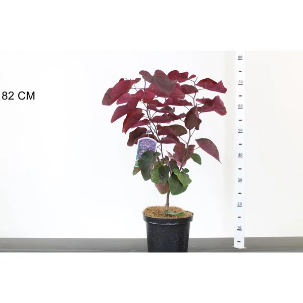Kínai júdásfa   CERCIS CHINENSIS FORESTY PANSY 40/60 K4