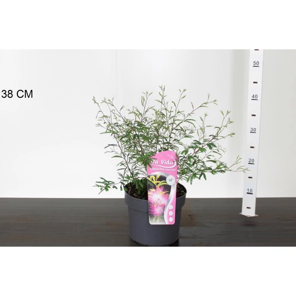 Balkon selyemakácCALLIANDRA SURINAMENSIS DIXIE PINK 30/40 K3
