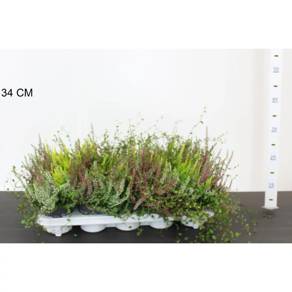 Csarab     CALLUNA VULGARIS HEIDEMIX 12/15 CS10,5