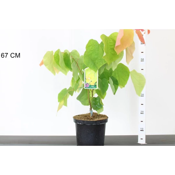 Júdásfa   CERCIS CANADENSIS RISING SUN 40/50 K4