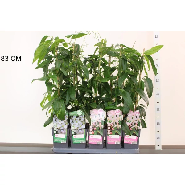 Kerti iszalag  CLEMATIS ARMANDII 60/70 CS15