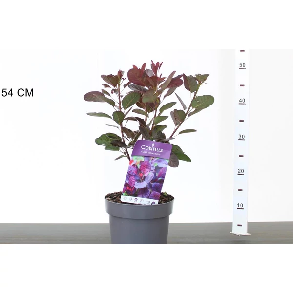 Bíbor cserszömörce   COTINUS COGGYGRIA ROYAL PURPLE 30/50 CS17