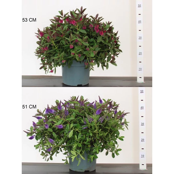 Veronika cserje    HEBE ADDENDA 60CM CS23