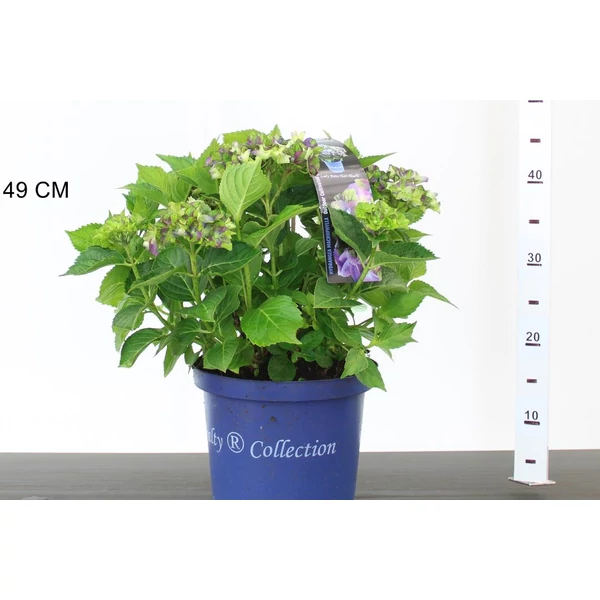 Kerti hortenzia HYDRANGEA MACROPHYLLA LADY MATA HARI 30/40 K5