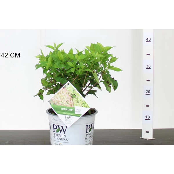 Bugás hortenzia   HYDRANGEA PANICULATA LITTLE LIME 30/40 K3