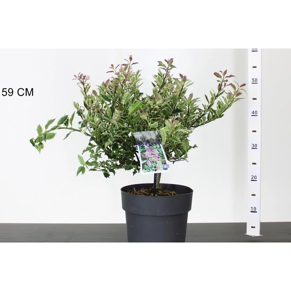 Nagylevelű magyal ILEX AQUIFOLIUM INGRAMII 25/+ K4,5