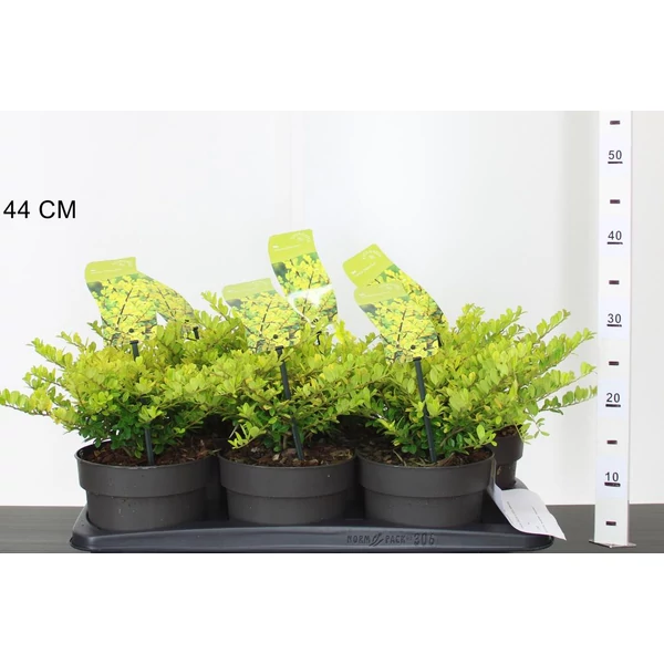 Csipkéslevelű magyal ILEX CRENATA GOLDEN GEM 20/25 K2