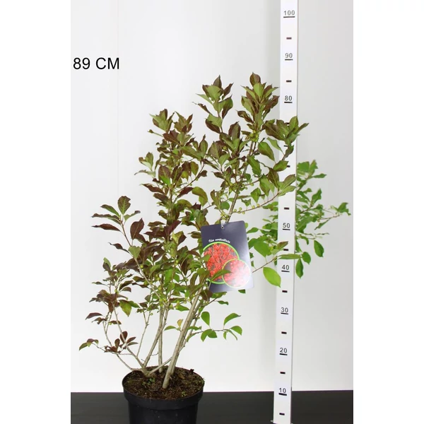 Mocsári magyal ILEX VERTICILATA 50/60 K3