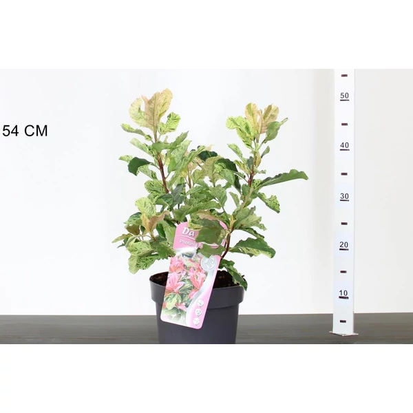 Örökzöld korallberkenye PHOTINIA FRASERI PINK CRISPY 30/40 K3
