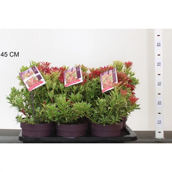 Japán babérhanga PIERIS JAPONICA CARNAVAL 15/20 K2