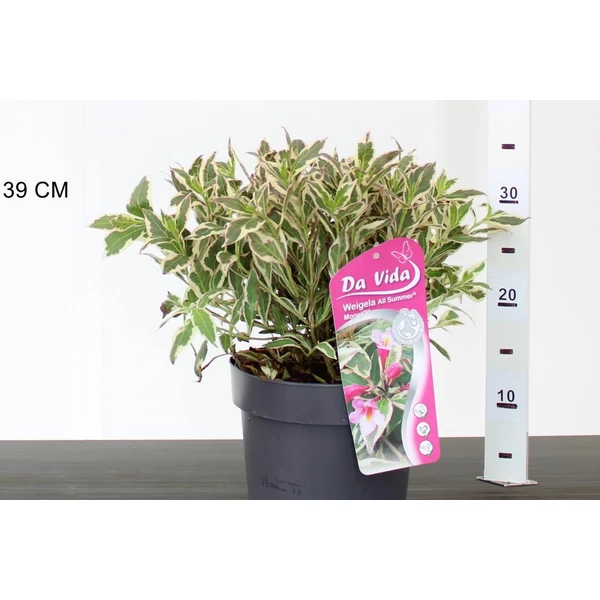 Rózsalonc   WEIGELA FLORIDA ALL SUMMER MONET 20/30 K5