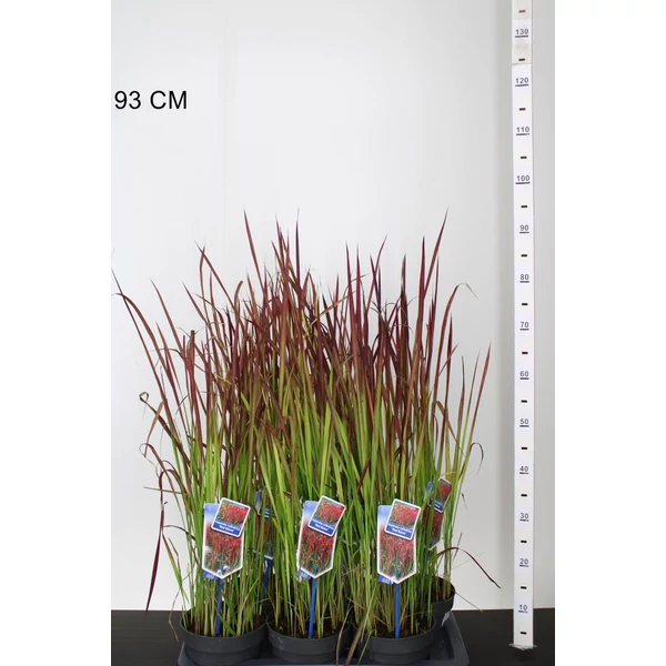 Vöröslevelű alangfű IMPERATA CYLINDRICA RED BARON 25/30 CS17